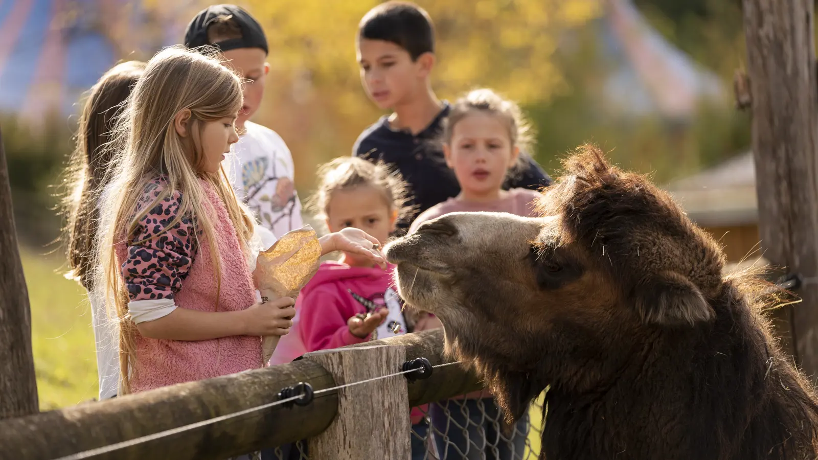 Wz Trampeltier 2024 (1) Wz Trampeltier 2024 (1)