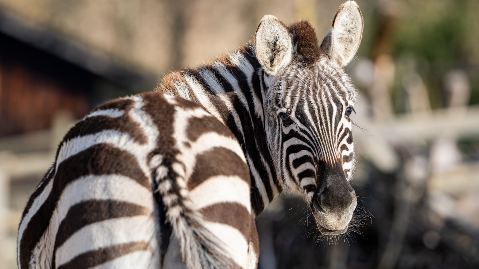 Wz Zebra 2024