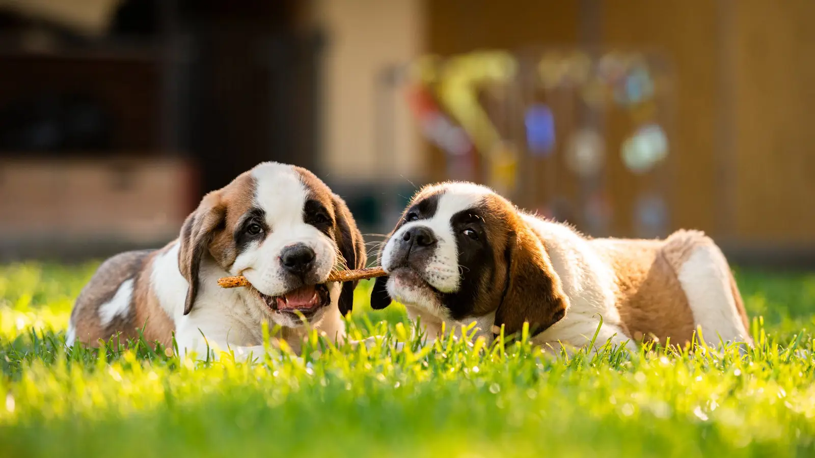 Barryland C Ivo Widmer 2 (1) Barryland C Ivo Widmer 2 (1)