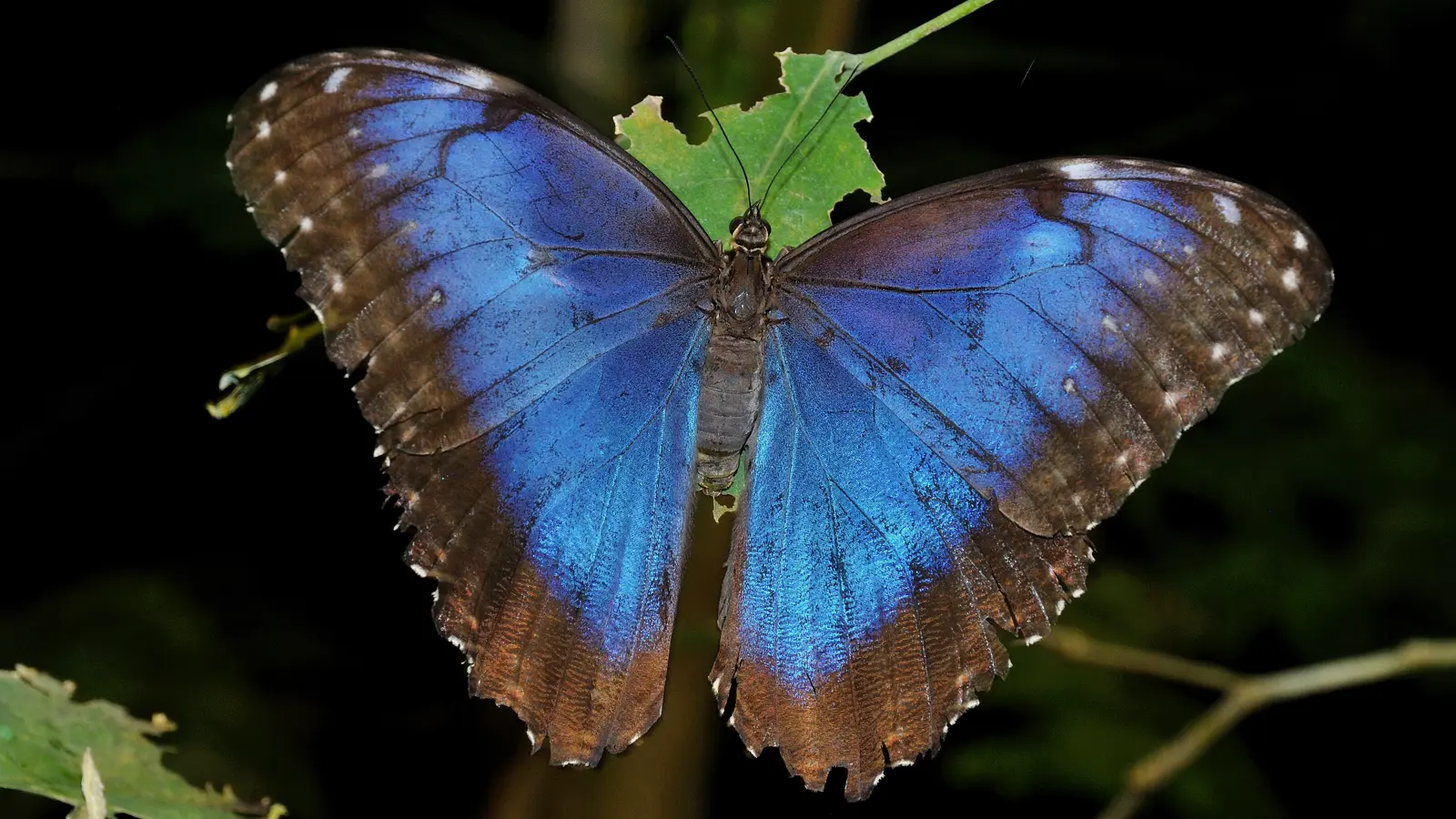 Dsc 2598 Papilliorama 08 1025 Dsc 2598 Papilliorama 08 1025