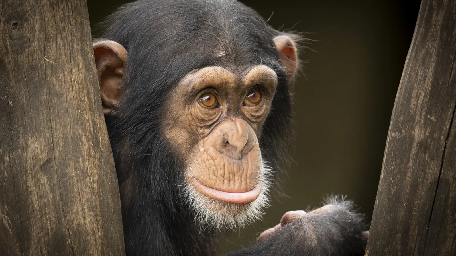 Wz Schimpanse 2024 Wz Schimpanse 2024