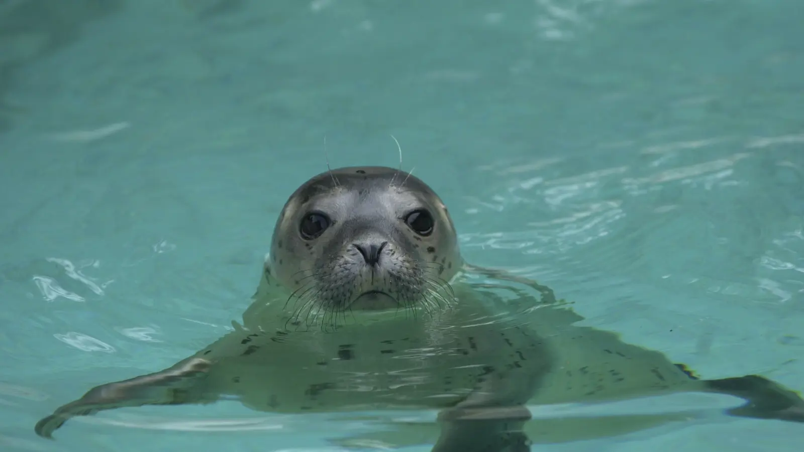 Seehund Tierpark Bern Foto Rando Seehund Tierpark Bern Foto Rando