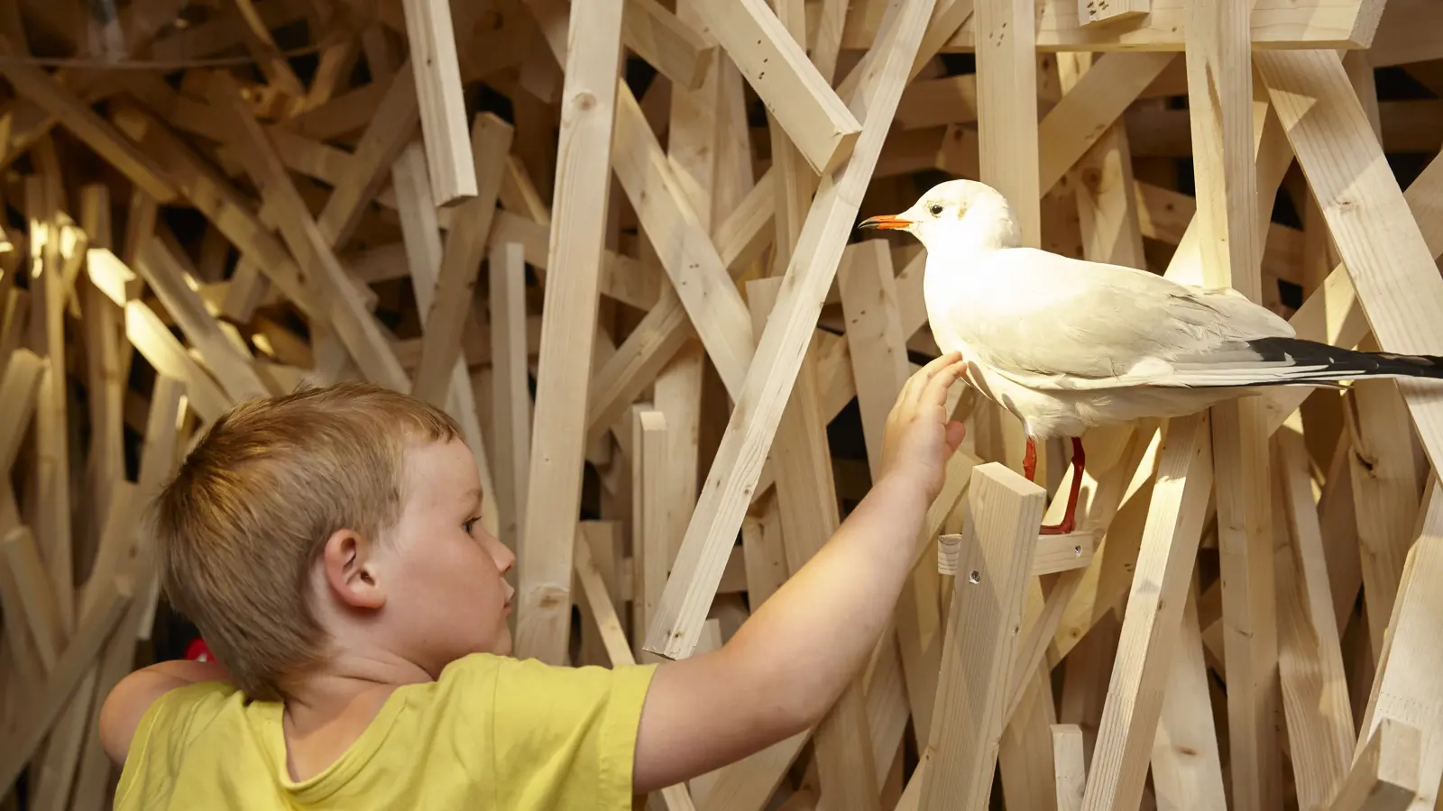 Vogelwarte Mplusâwe Schweizerische Vogelwarte Alexander Jaquemet