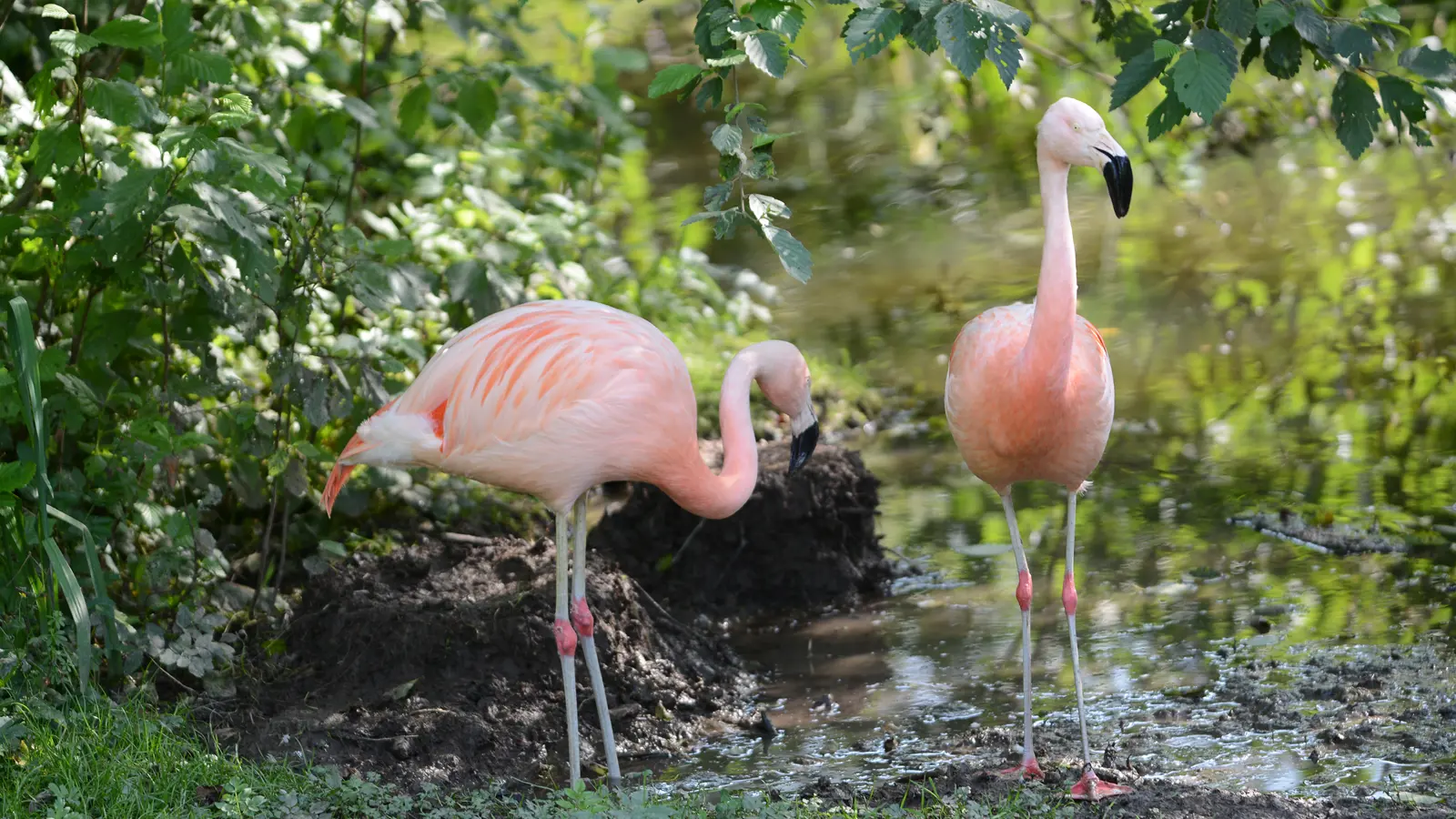 4 Flamants