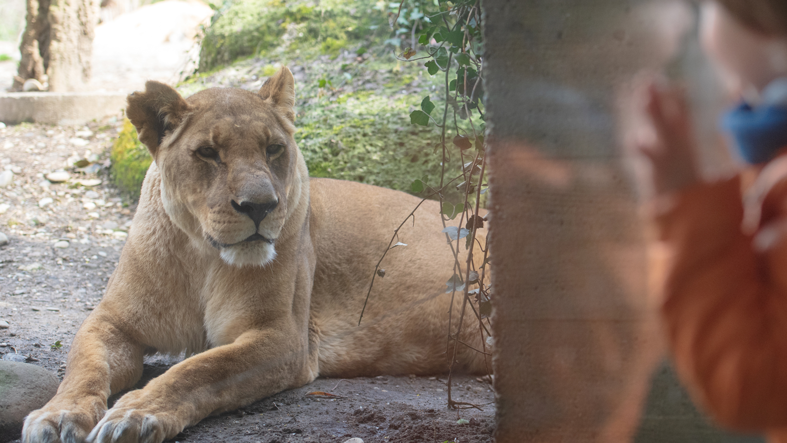 Foto 2023 03 22 Loewe 001 Sle (2) Foto 2023 03 22 Loewe 001 Sle (2)