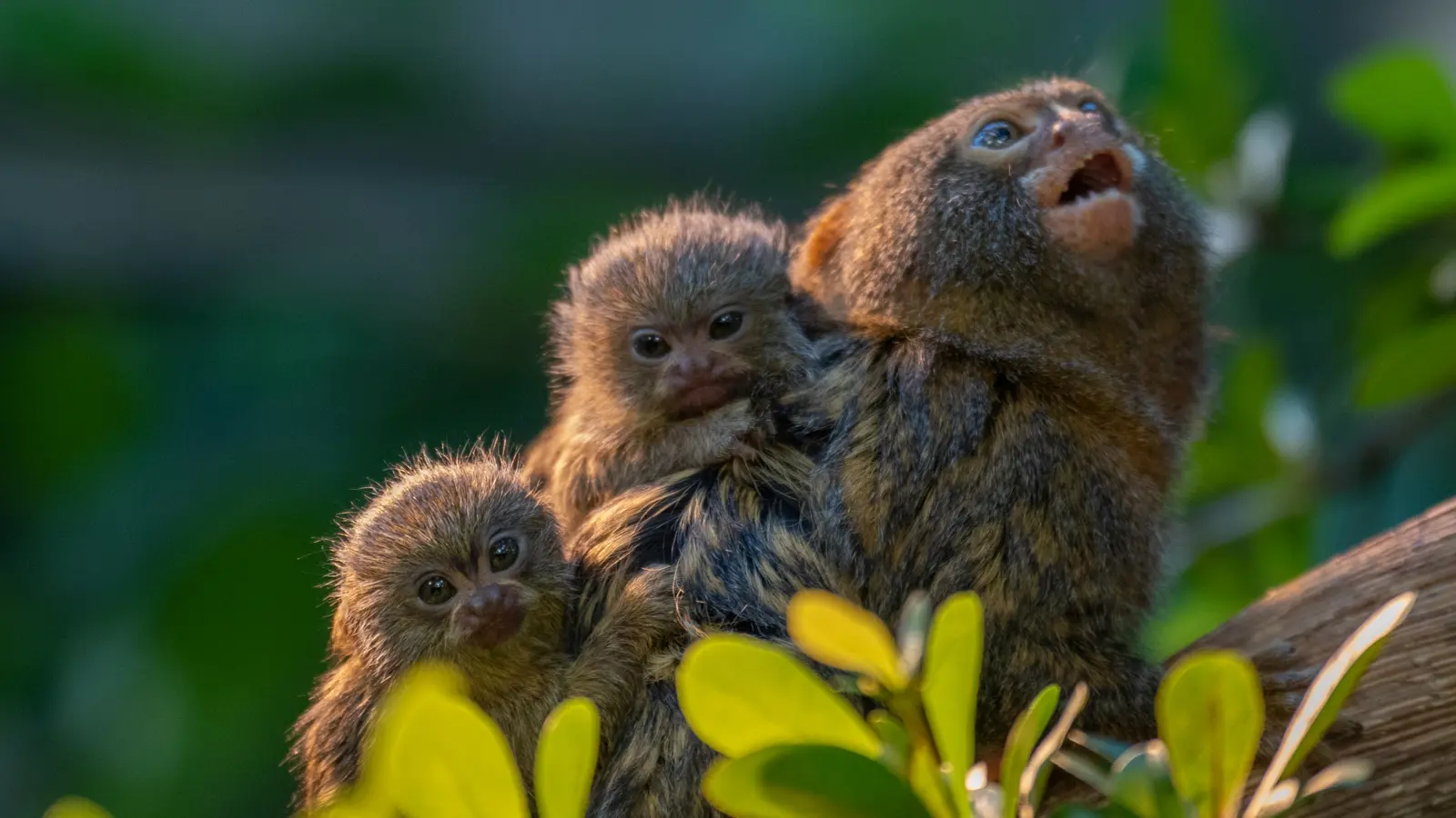 Affentheater Foto Slezak 1479 Affentheater Foto Slezak 1479