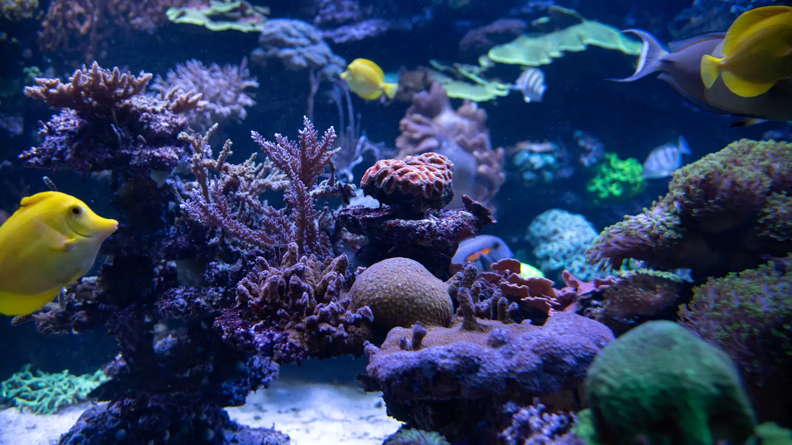 Korallenriffe Aus Ton Foto Slezak 7304 Korallenriffe Aus Ton Foto Slezak 7304