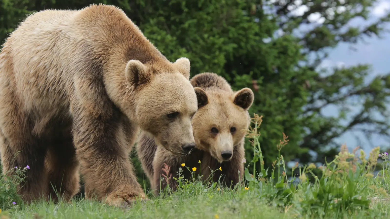 2019 07 01 1016 Amelia Napa 2019 07 01 1016 Amelia Napa