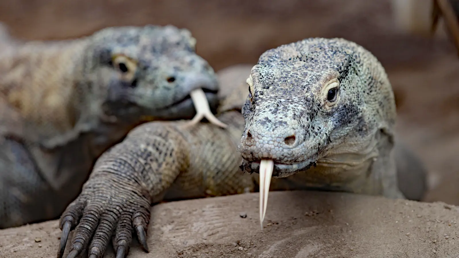 3 Dragon Komodo 3 Dragon Komodo