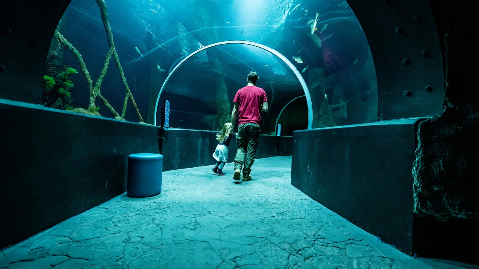 Aquatis Aquarium Vivarium Tunnel Nuno Acacio Rvb