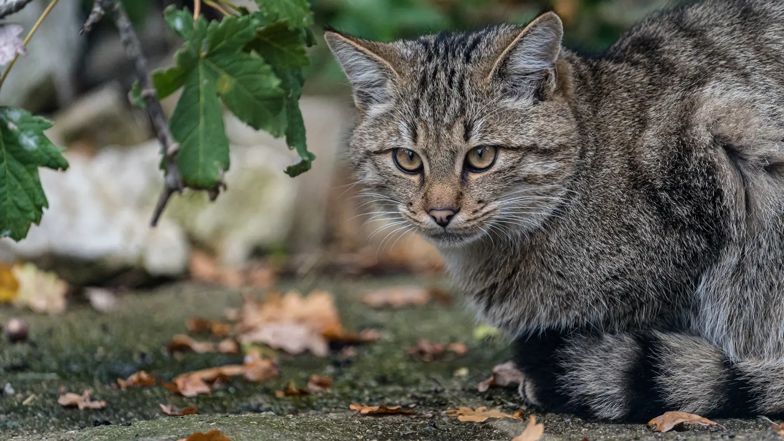 Wildkatze Luchs Leopard T4a0434