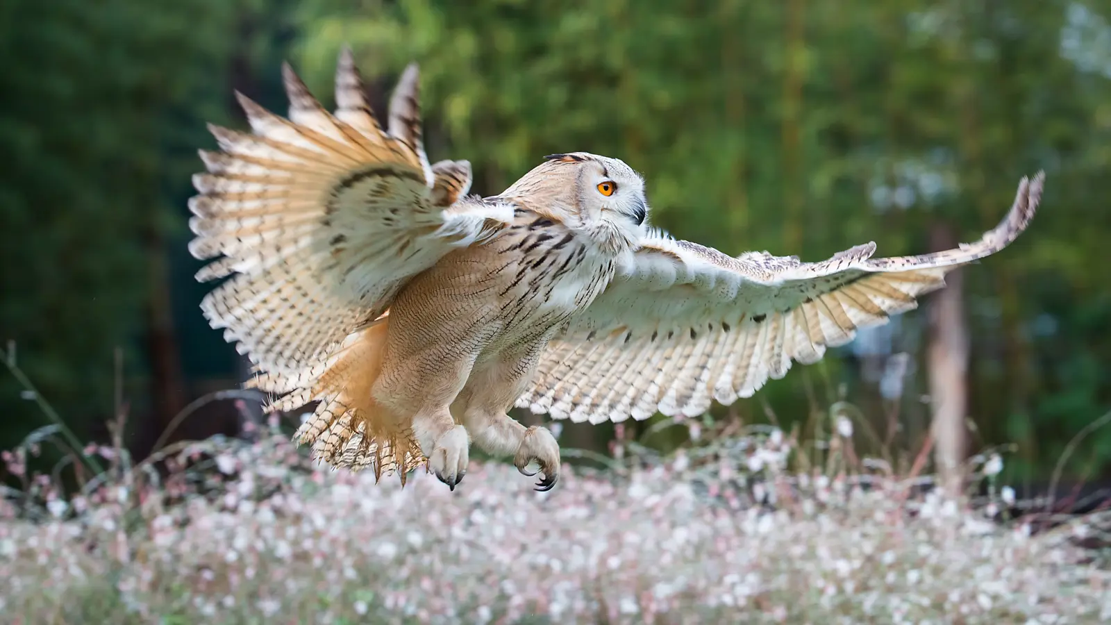 Claudio Gotsch Falconeria 16102016 3 Kopie