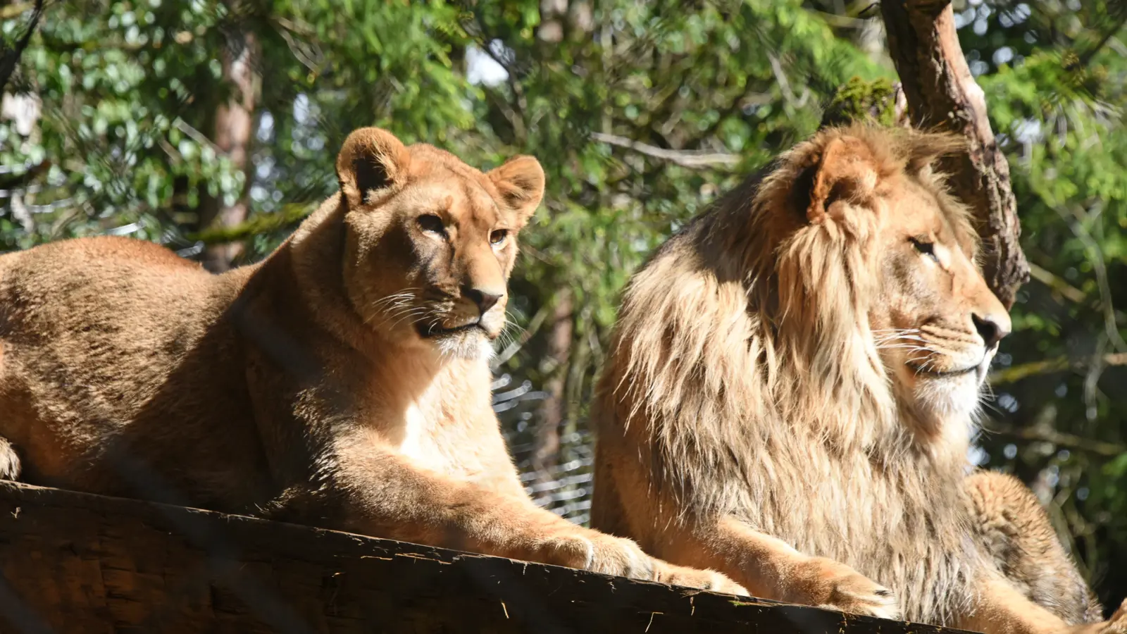 Couple De Lions 2 Dany Schaer Couple De Lions 2 Dany Schaer