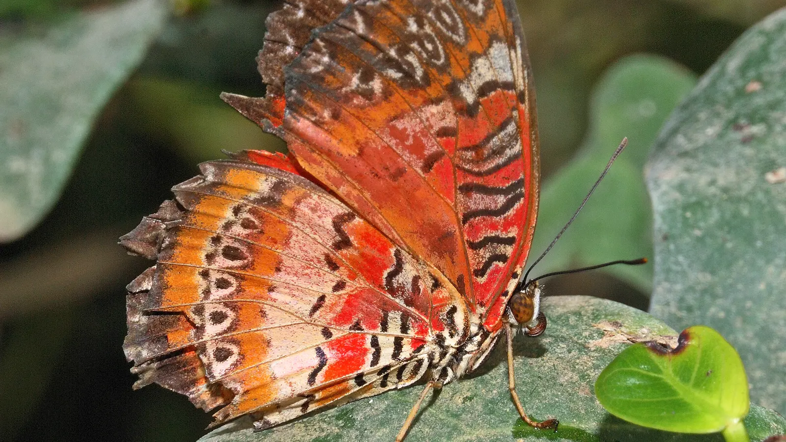 Dsc 4014 Papilliorama 09 0403 Dsc 4014 Papilliorama 09 0403