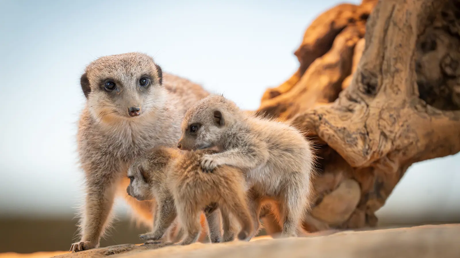 Wz Erdmaennchen 2024 Wz Erdmaennchen 2024