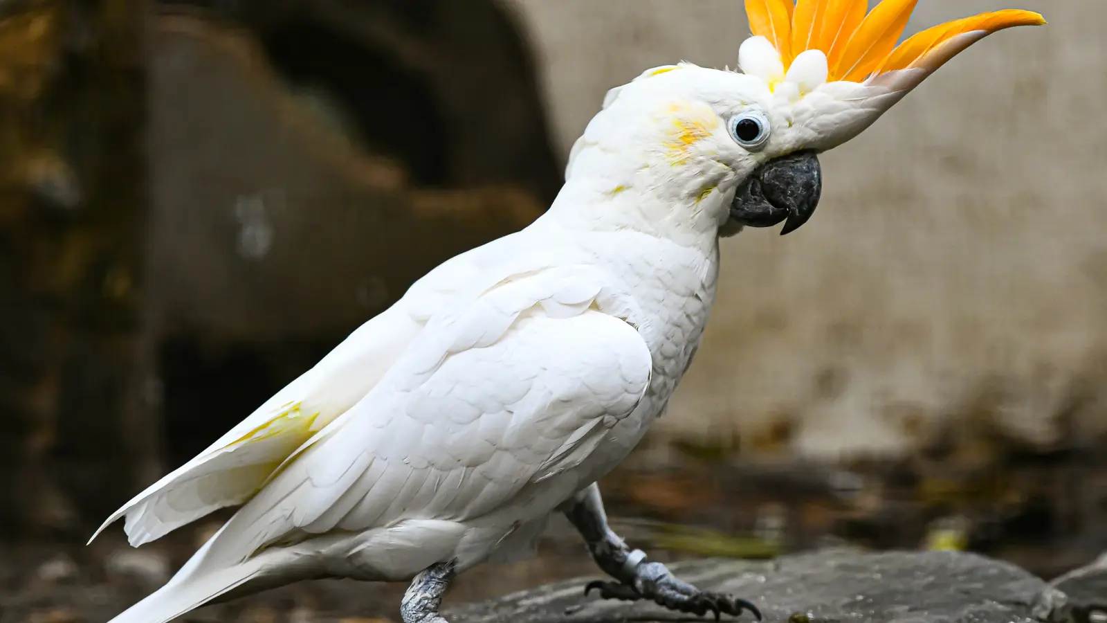 Cacatoès À Huppe Orange Brahim Natphotos Cacatoès À Huppe Orange Brahim Natphotos