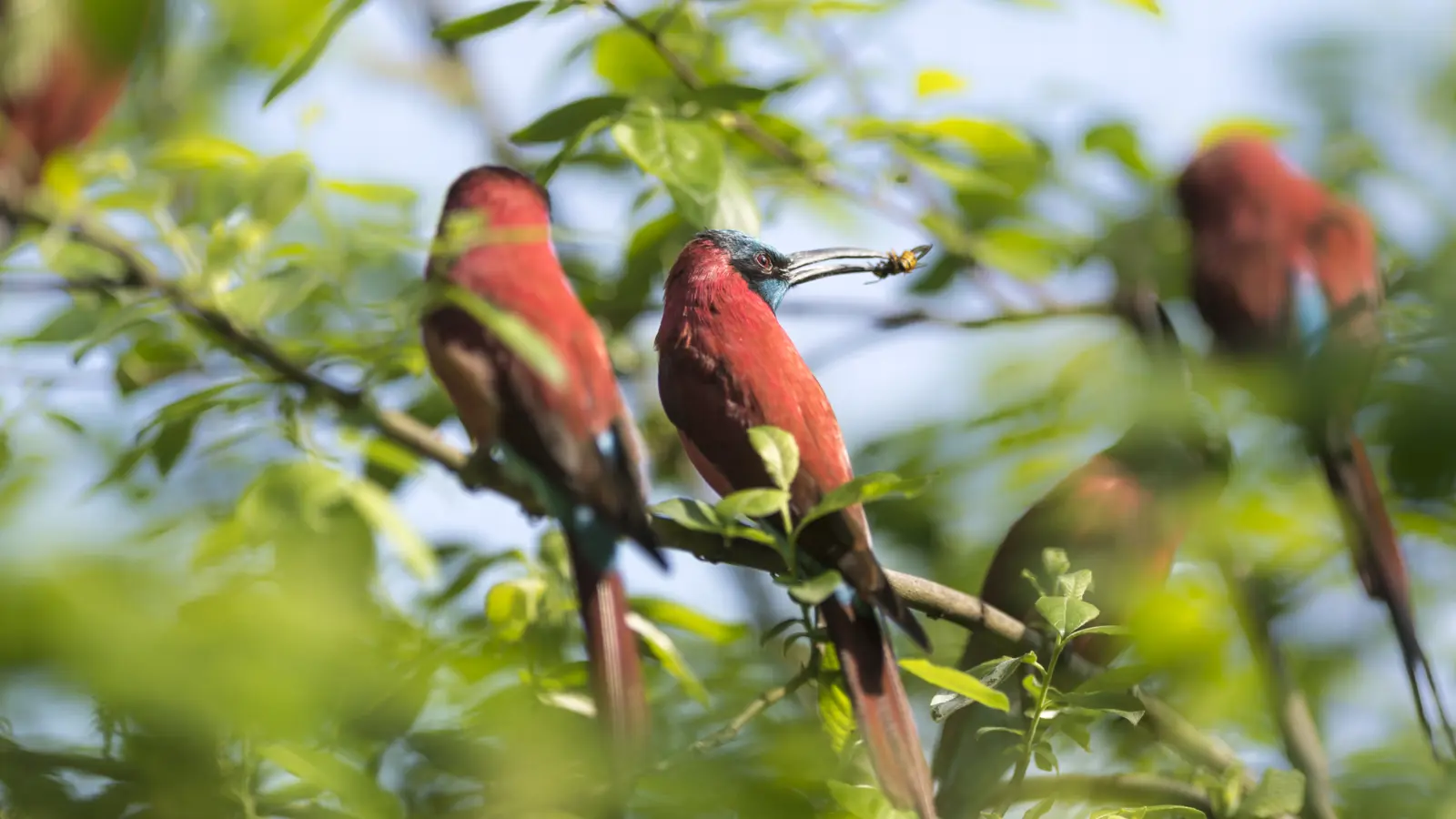 Bienenfresser 4962 Bienenfresser 4962