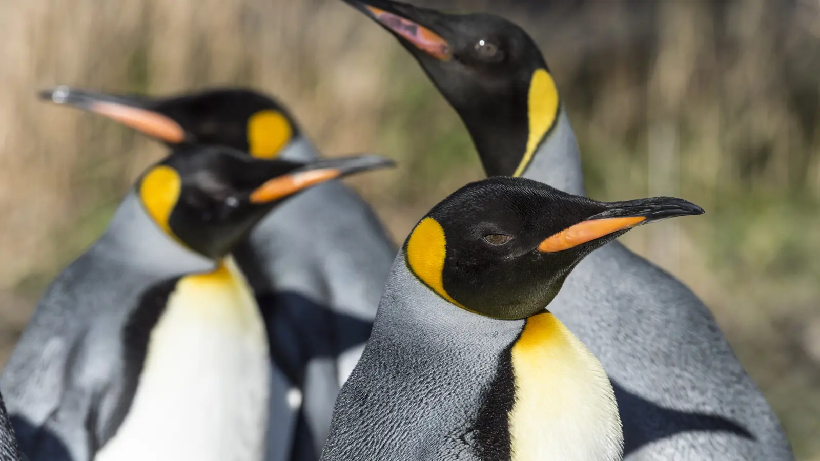 Koenigspinguin Spaziergang Zob7965 Koenigspinguin Spaziergang Zob7965