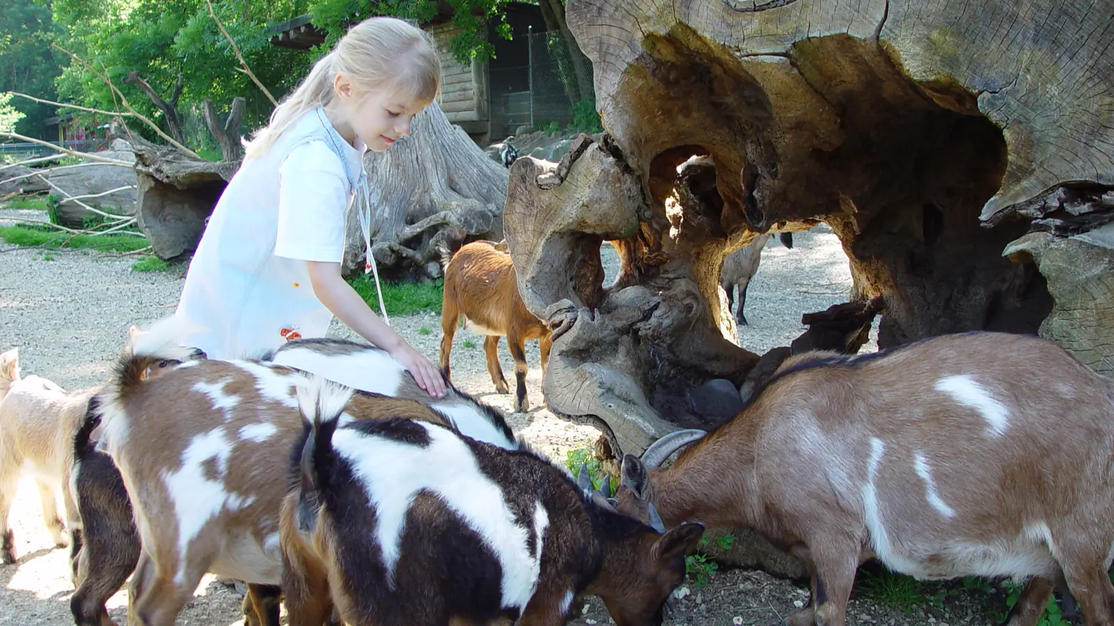 Streichelwiese Streichelwiese