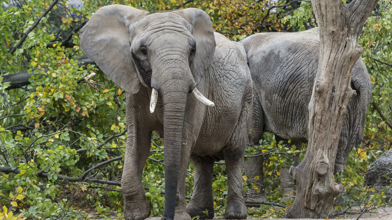 Afrikanische Elefanten Zob2249 Afrikanische Elefanten Zob2249
