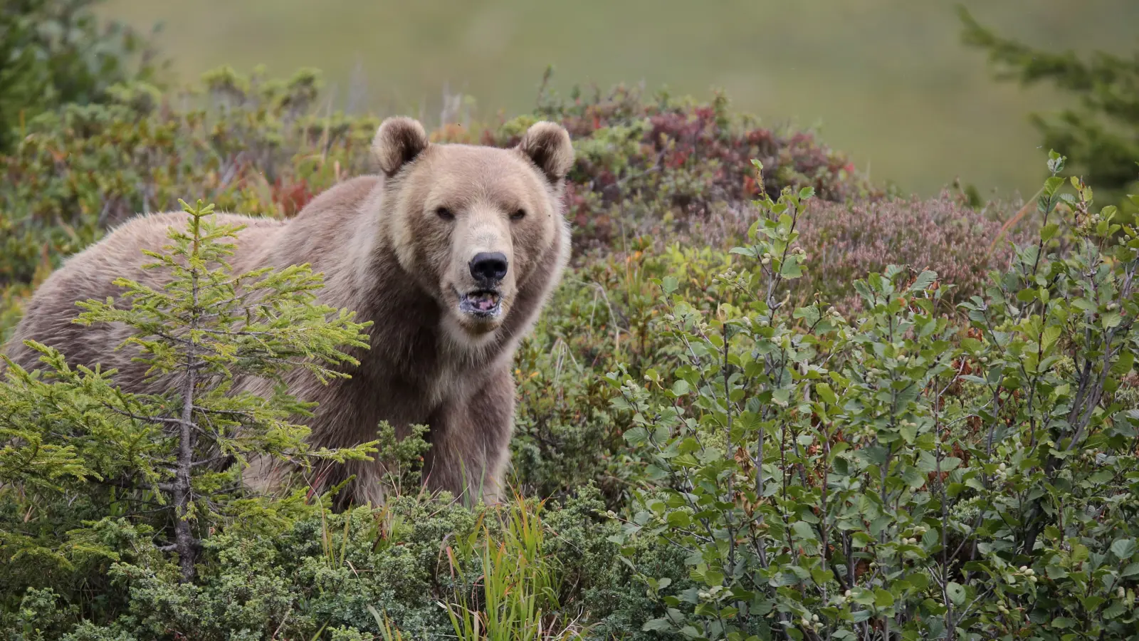 14 Napa Natur 14 Napa Natur