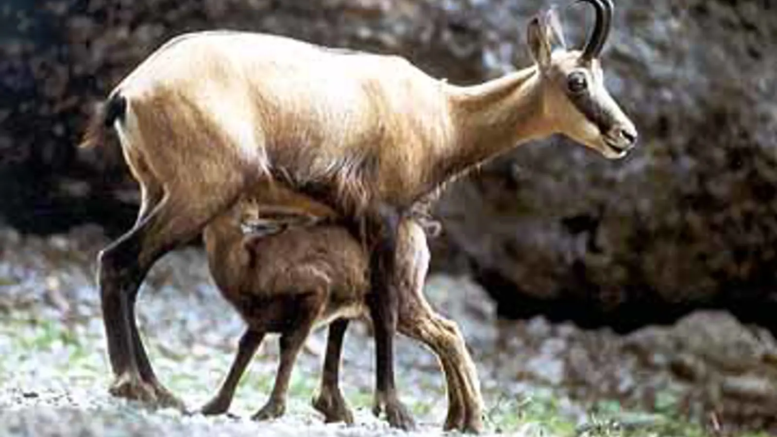 Tierpark Goldau 4