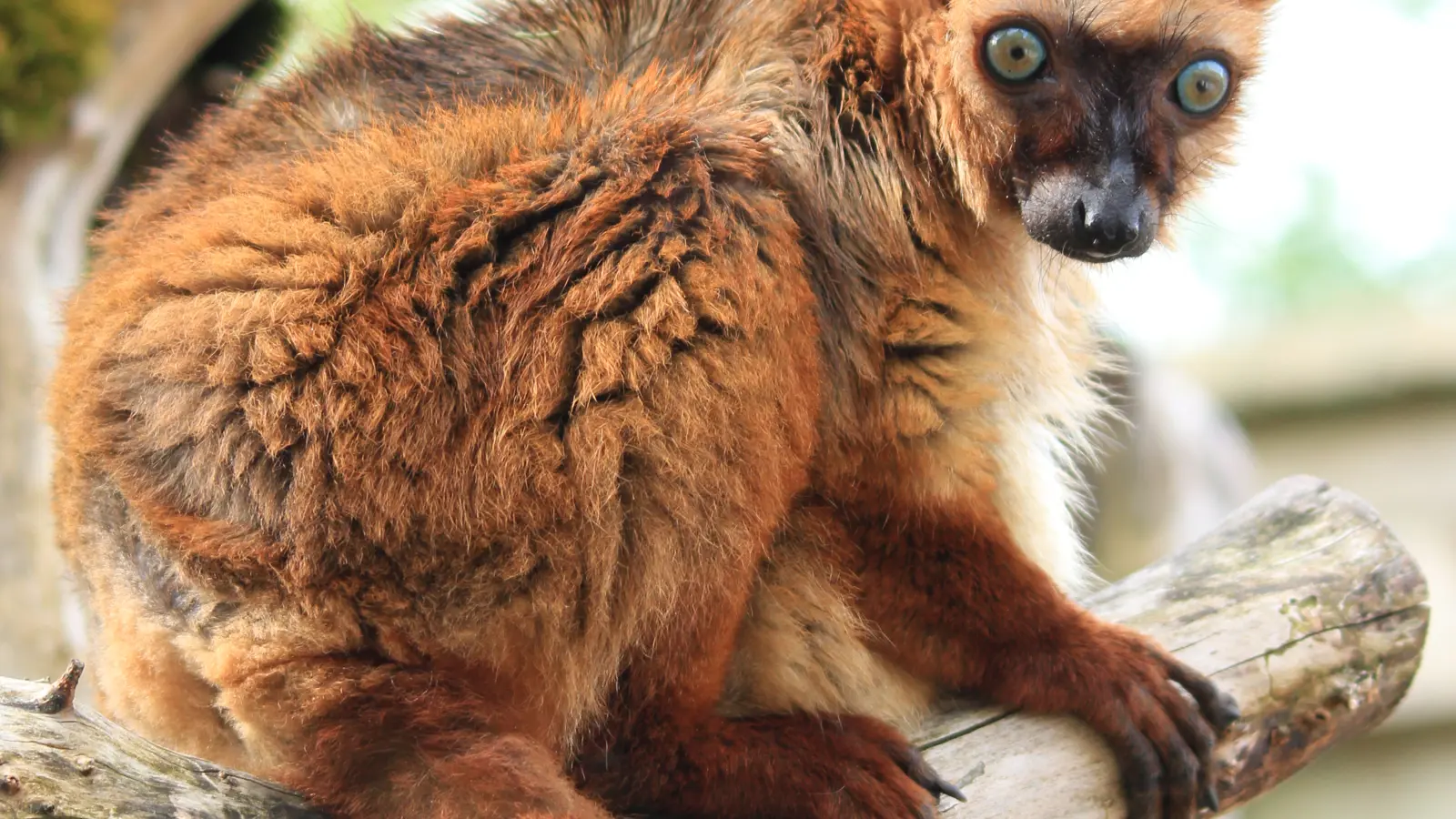Lémur Aux Yeux Turquoises Zoo De Servion Lémur Aux Yeux Turquoises Zoo De Servion