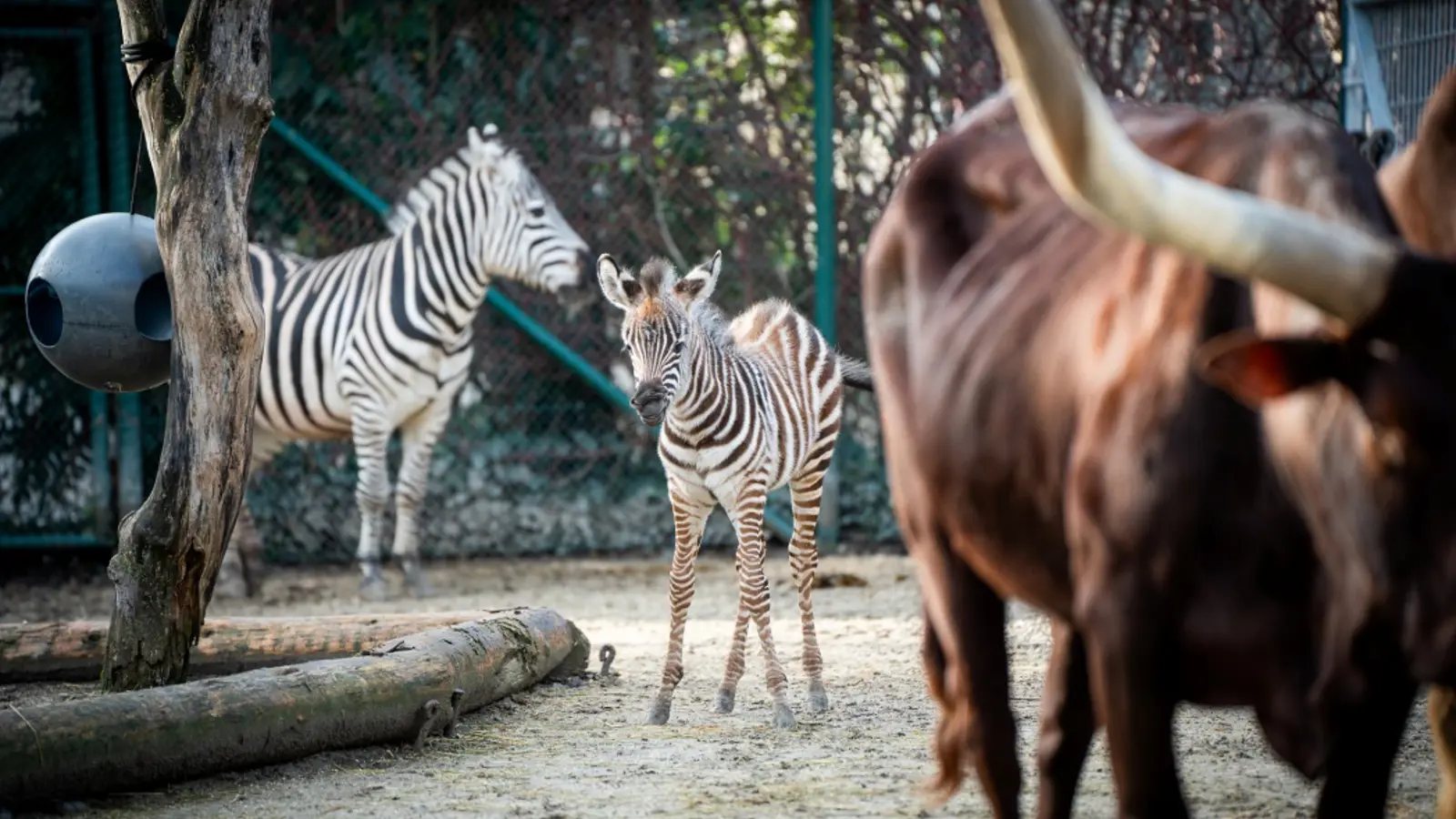 Zebra Nachwuchs Foto Lenny Marti