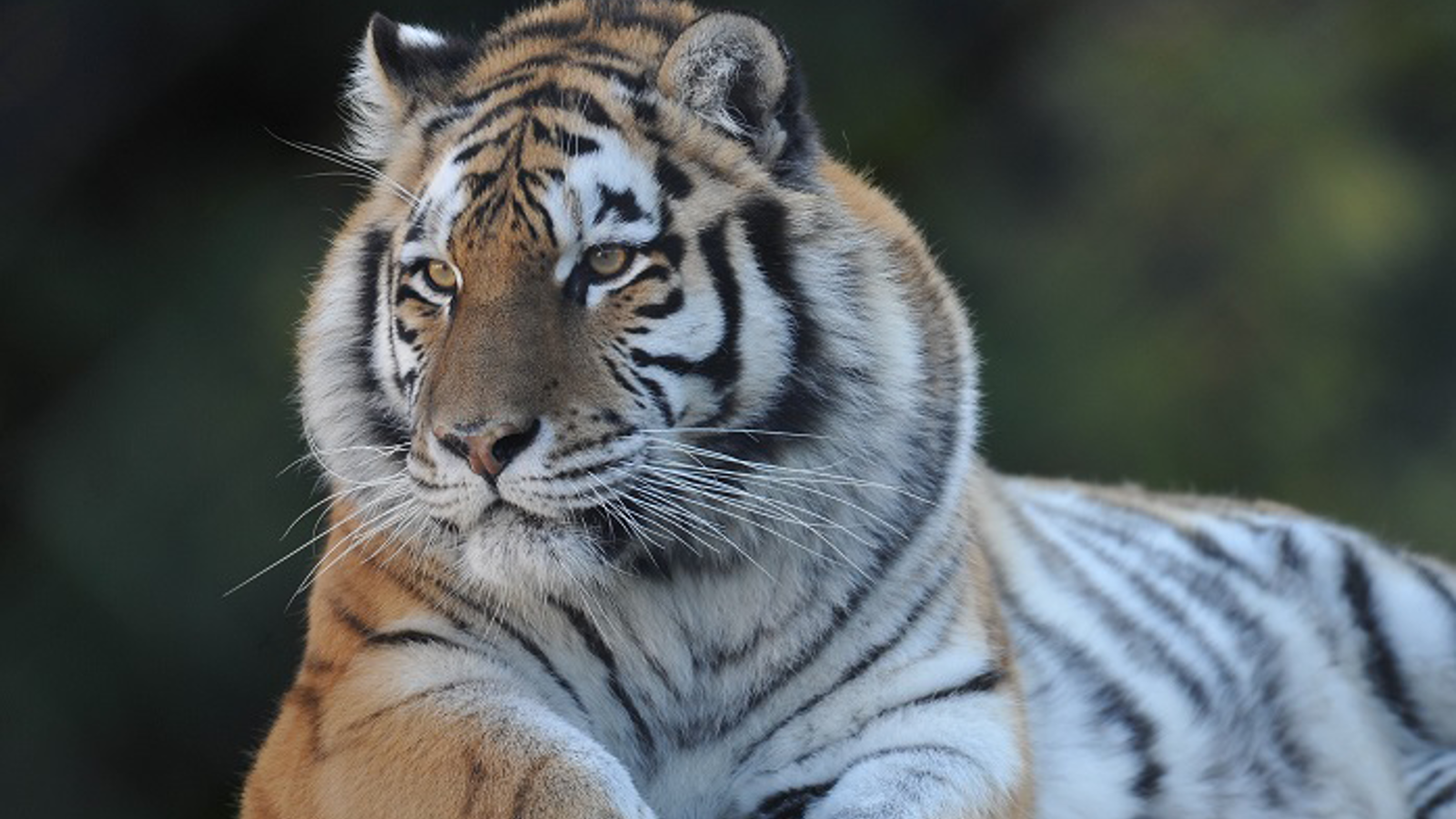 Tigre De Sibérie 4 Zoo De Servion (2)