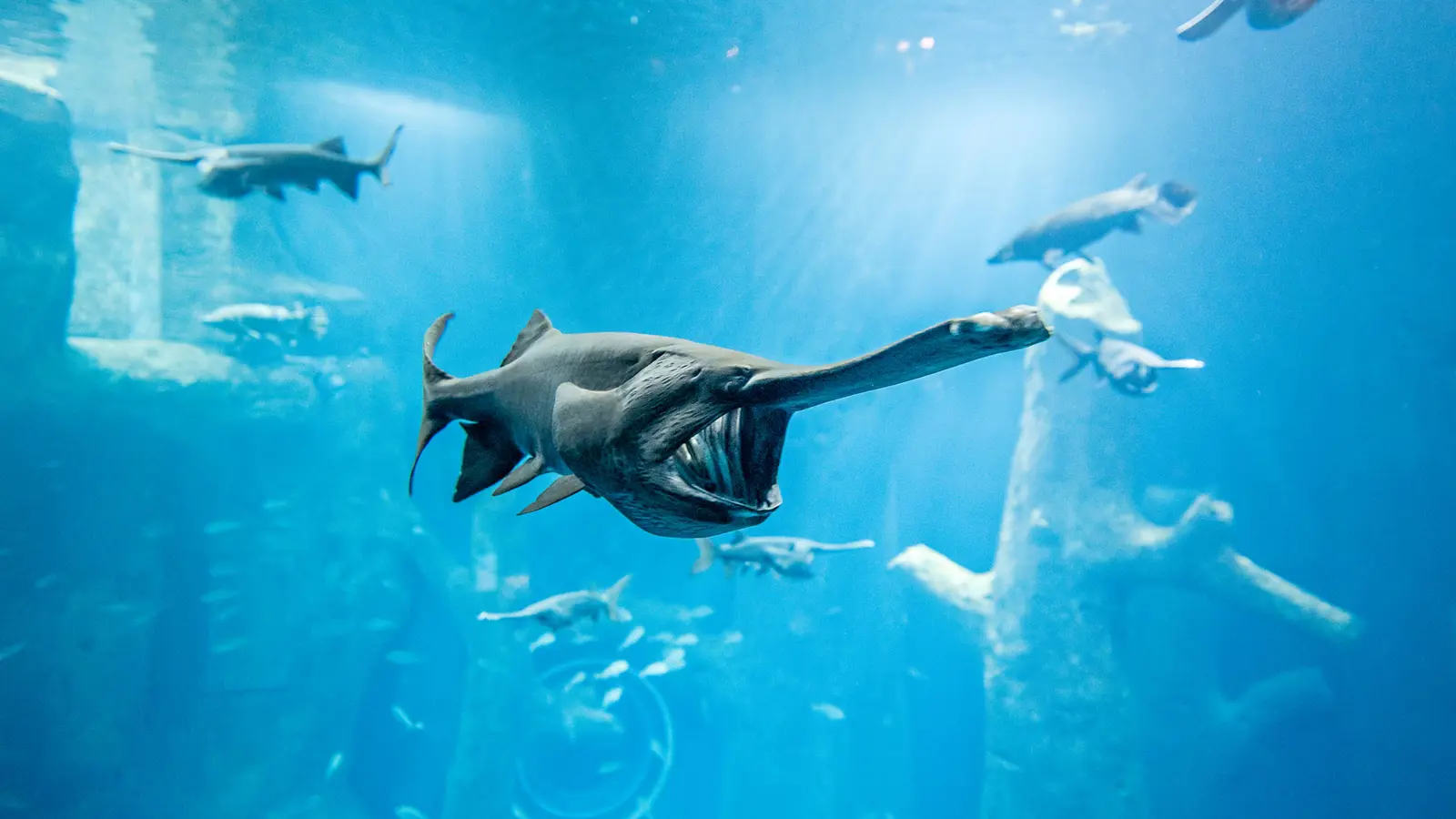 Aquatis Aquarium Vivarium Poisson Spatule Nuno Acacio Rvb Aquatis Aquarium Vivarium Poisson Spatule Nuno Acacio Rvb