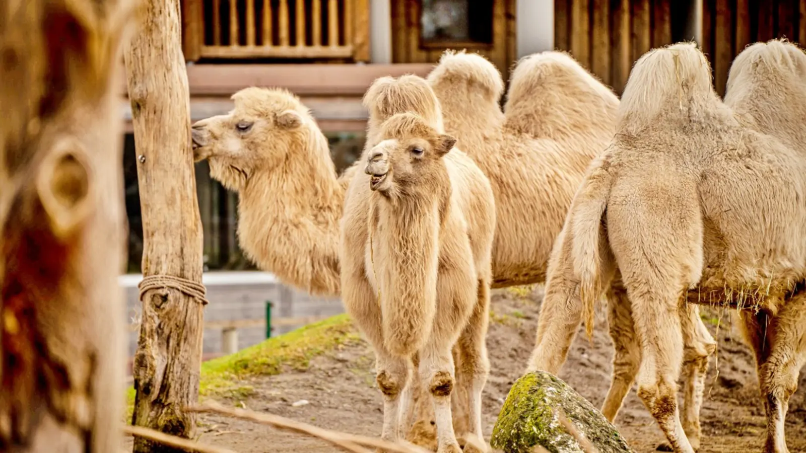 Kamele Foto Lenny Marti Kamele Foto Lenny Marti