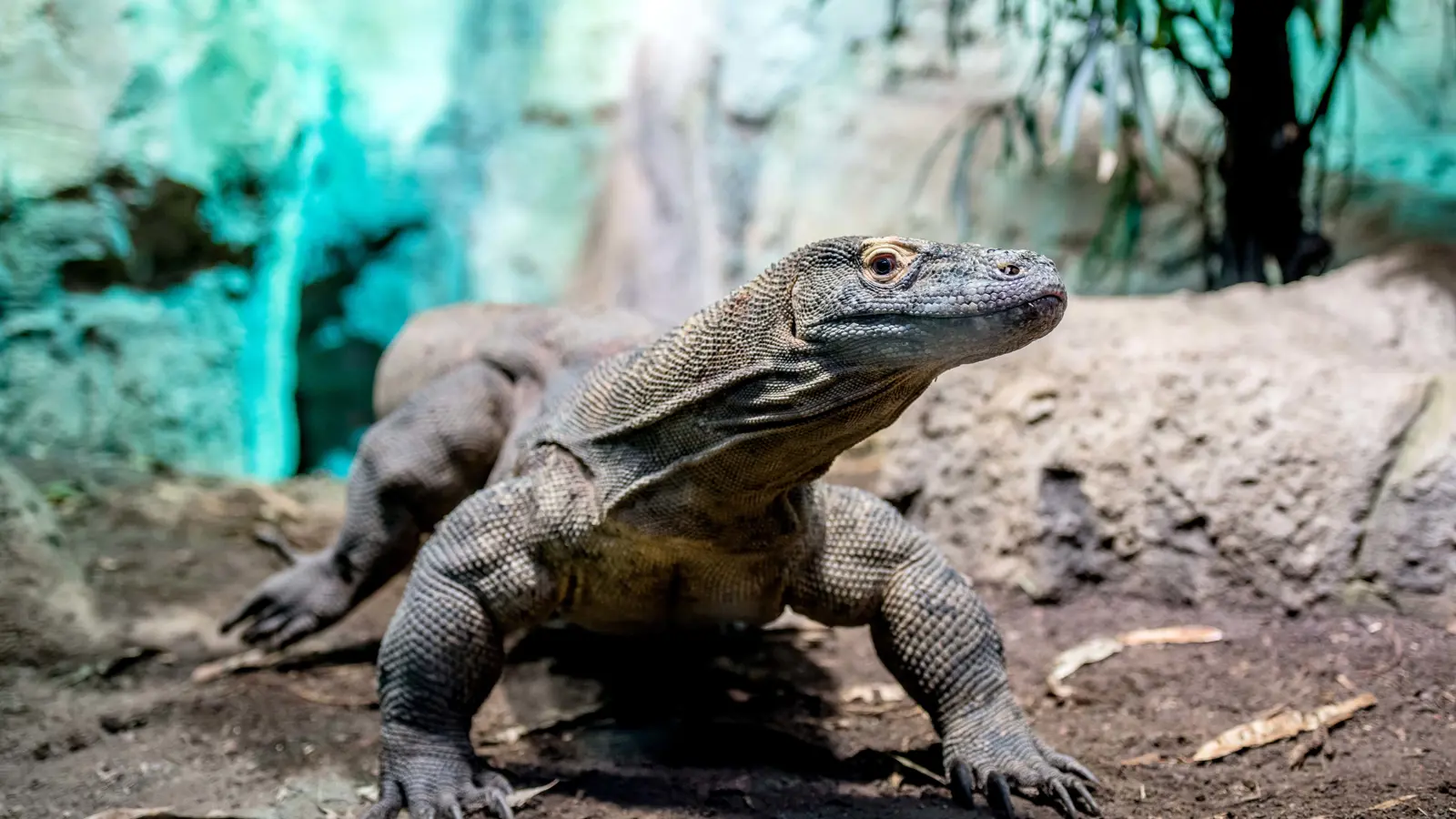 Aquatis Aquarium Vivarium Dragon De Komodo Nuno Acacio Cmjn
