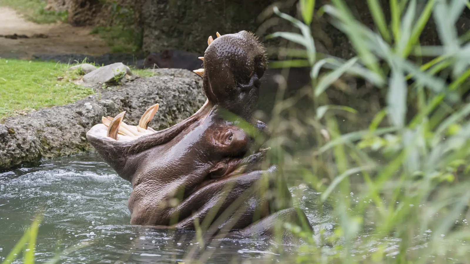 Flusspferd Wilhelm Zo22106 Flusspferd Wilhelm Zo22106