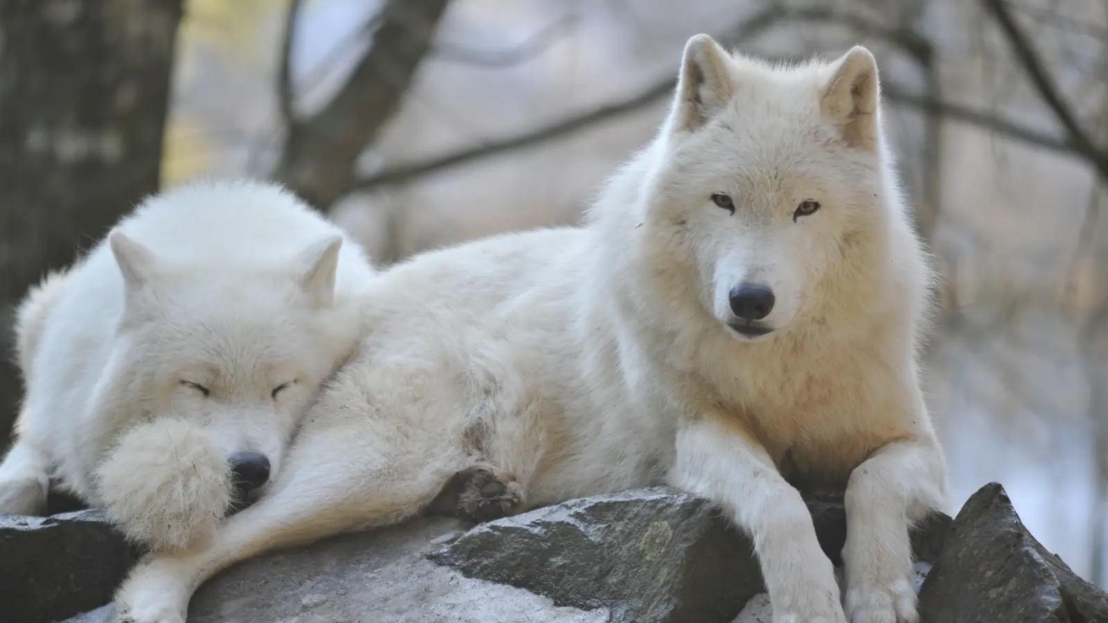 Loups Arctiques Zoo De Servion