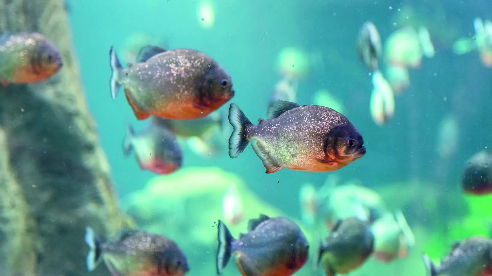 Aquatis Aquarium Vivarium Poisson Piranha Nuno Acacio Cmjn