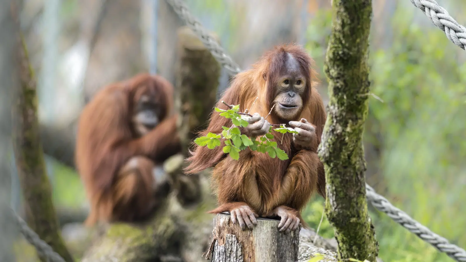Orang Utan Maja Zob0789