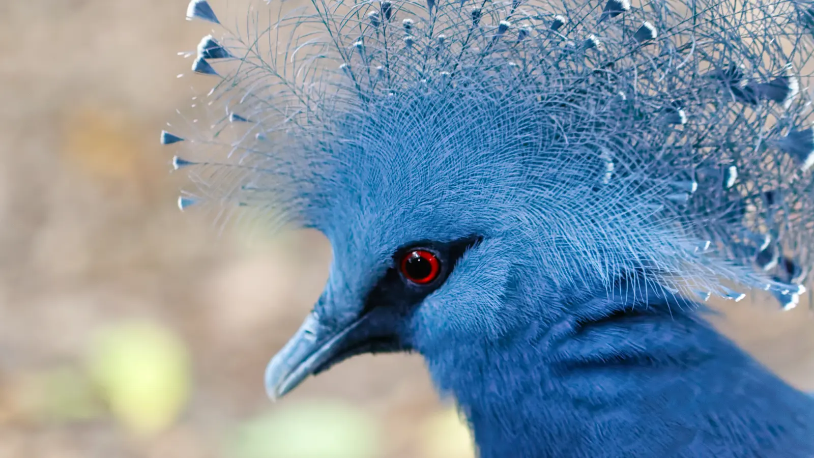 6 Goura Victoria 6 Goura Victoria