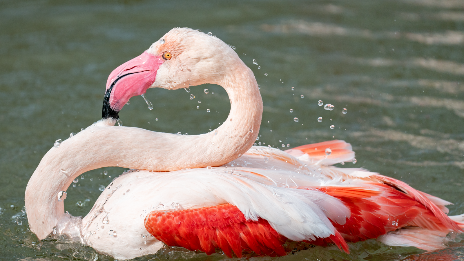 Wz Flamingo 2024